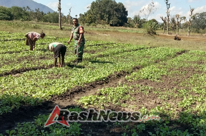 Babinsa Koramil 1618-05/Biut Bantu Petani Sayur di Desa Naku