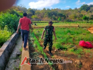 Babinsa Hadir di Tengah Petani, Dampingi Panen Bawang Merah di Tunas Baru
