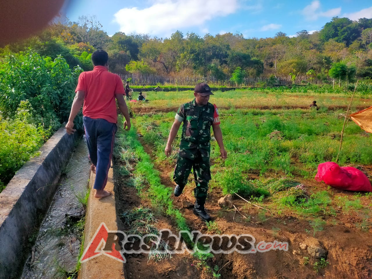 Babinsa Hadir di Tengah Petani, Dampingi Panen Bawang Merah di Tunas Baru