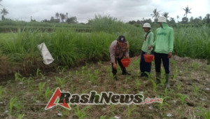 Polsek Blahbatuh Dukung Ketahanan Pangan, Dampingi Pemupukan Tanaman Jagung di Subak Ampingan