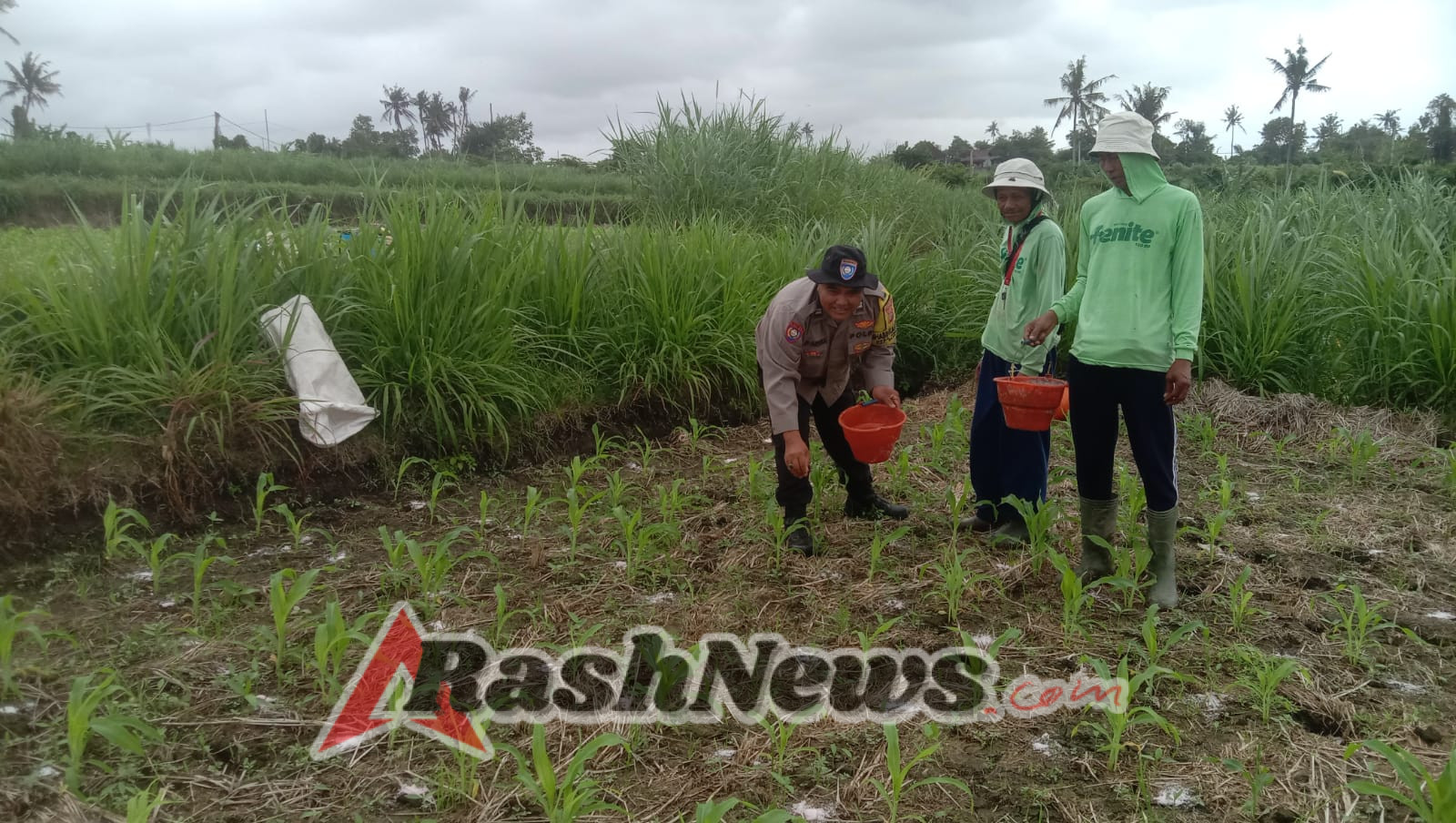 Polsek Blahbatuh Dukung Ketahanan Pangan, Dampingi Pemupukan Tanaman Jagung di Subak Ampingan