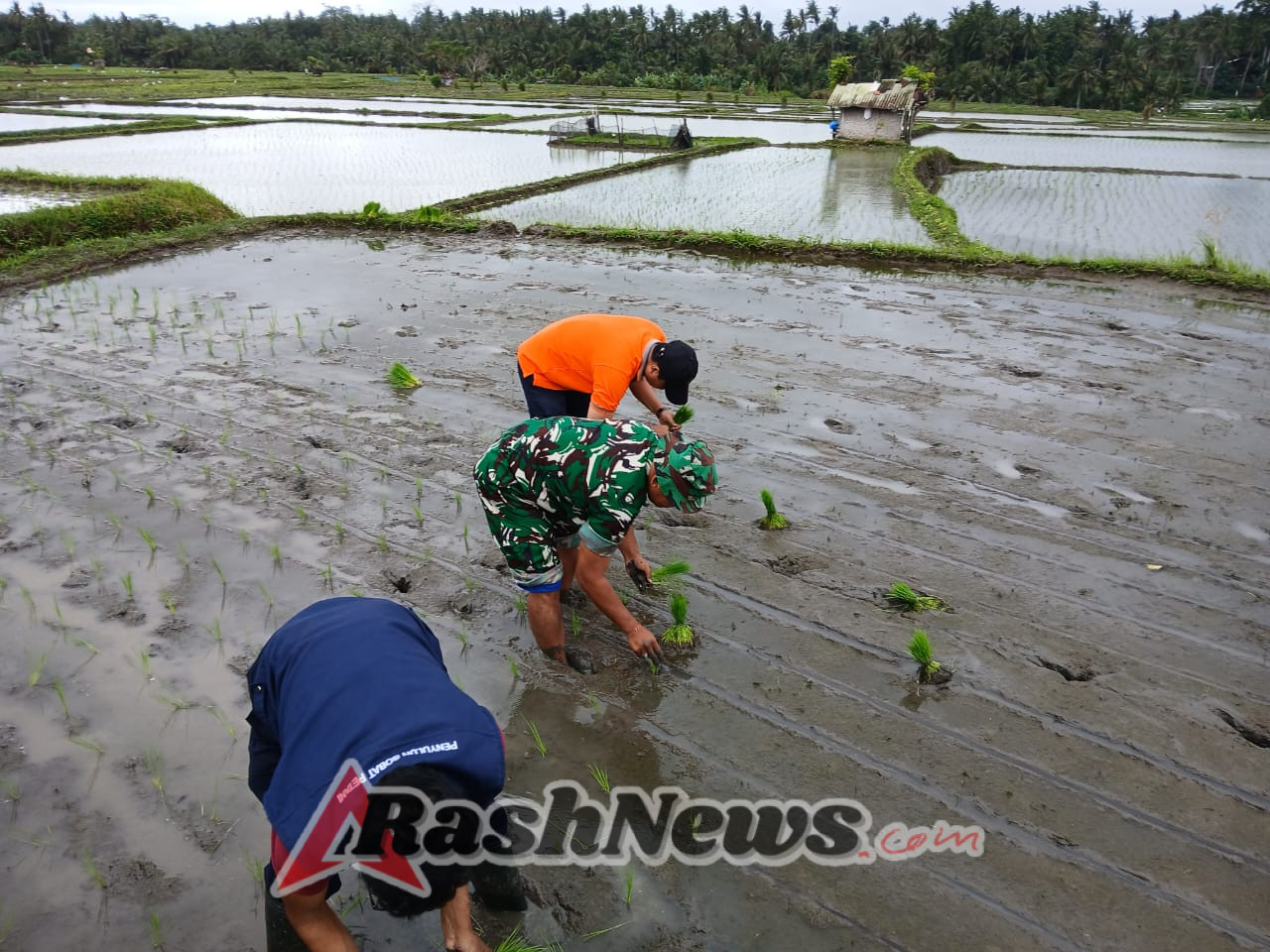 Babinsa dan Dinas Pertanian Kompak Kawal Gerakan Tanam Padi di Gianyar