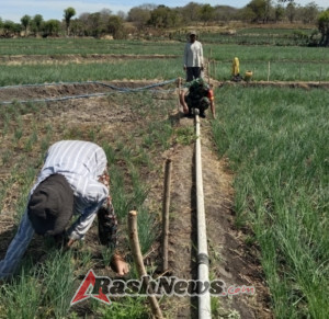 Babinsa Membantu Petani Membersihkan Rumput Liar dan Gulma di Sekitar Tanaman Bawang. 