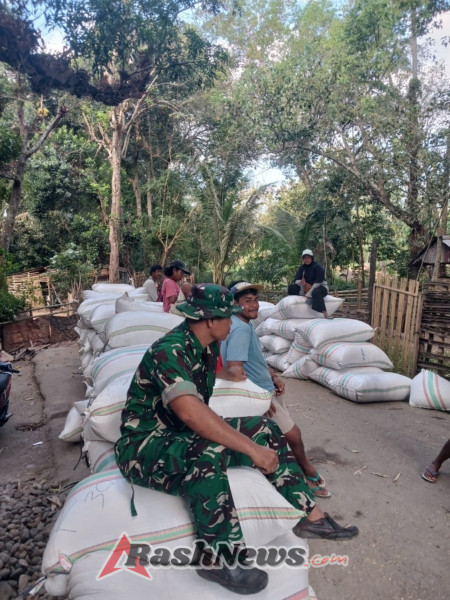Panen 1,7 Hektare di Potu, Babinsa Kawal Penjualan Gabah ke Bulog