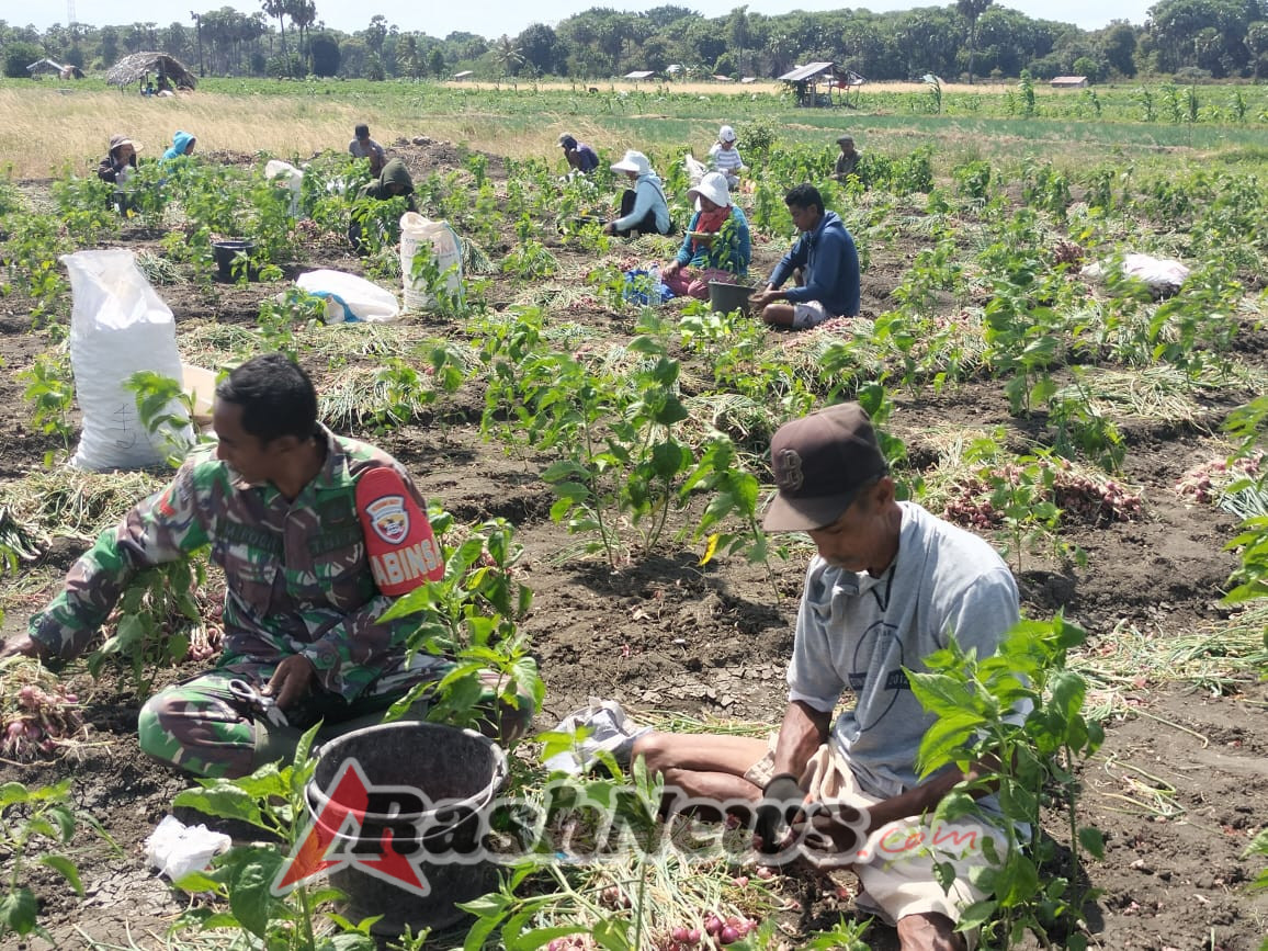 Komsos Dengan Kelompok Tani Babinsa Bantu Panen Bawang