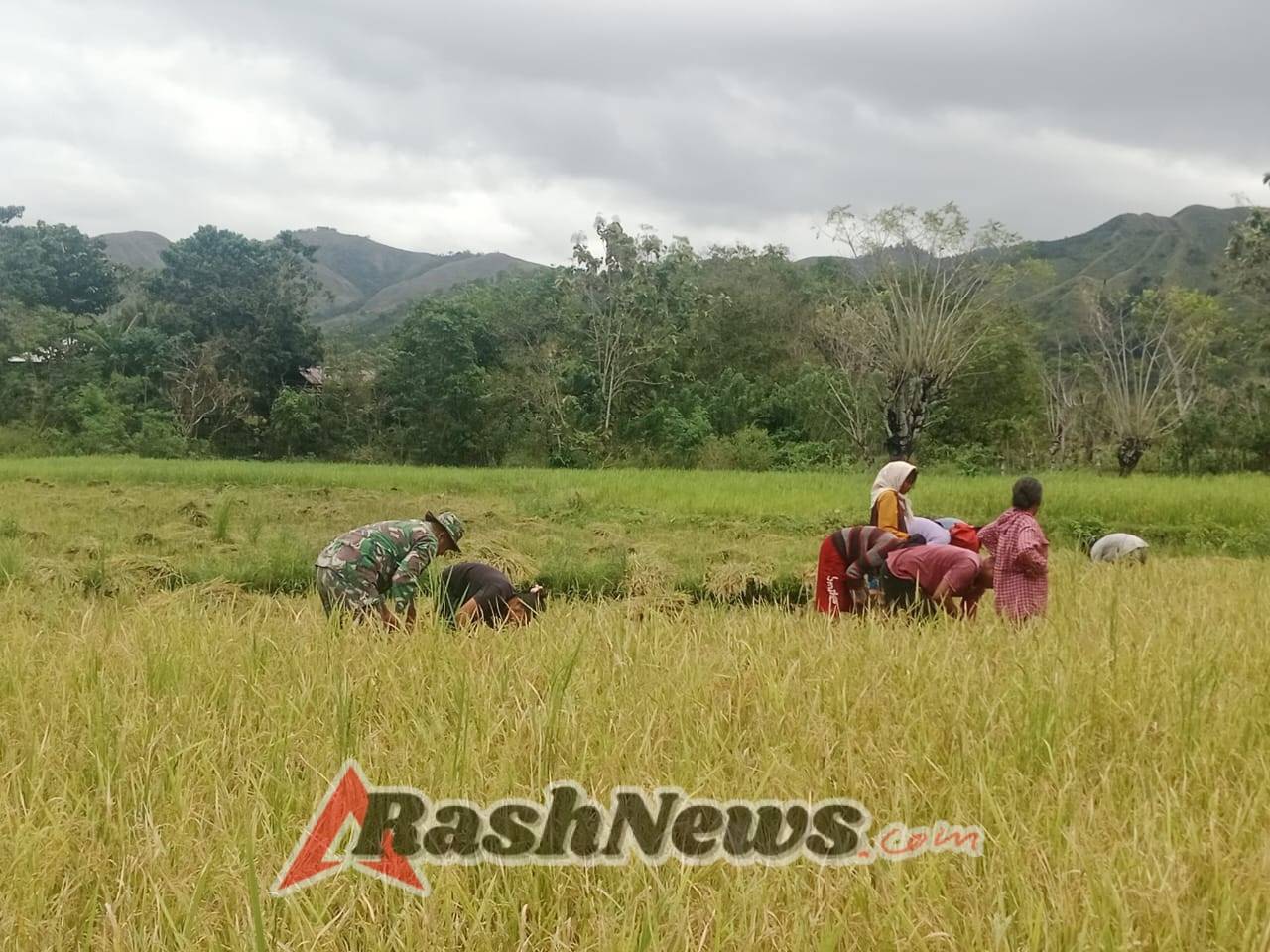 Babinsa Kodim 1601/Sumba Timur Aktif Dukung Ketahanan Pangan