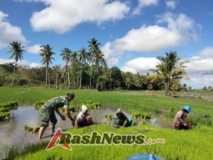 Dukung Program Ketahan Pangan Babinsa Masuk Sawah Bantu Petani Tanam Padi