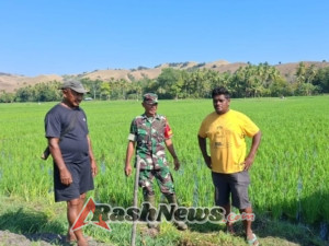 Babinsa Tak Hanya Jaga Wilayah, Tapi Juga Sawah: Kegiatan Hanpangan di Ende Berjalan Lancar