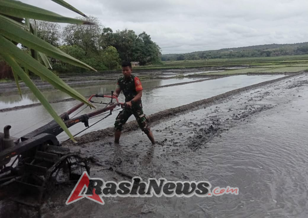 Babinsa Aktif di Tengah Masyarakat, Pratu Antonius Gunakan Traktor Bantu Petani