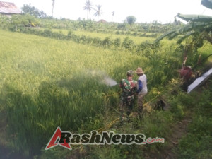 Serma Putu Surahmadi Aktif Dukung Ketahanan Pangan di Subak Kaliculuk
