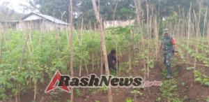 Babinsa Koramil 1618-02/Miobar Dampingi Warga Rawat Tanaman Sayur di Wilayah Binaan