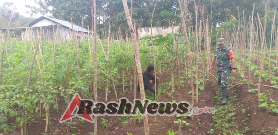 Babinsa Koramil 1618-02/Miobar Dampingi Warga Rawat Tanaman Sayur di Wilayah Binaan