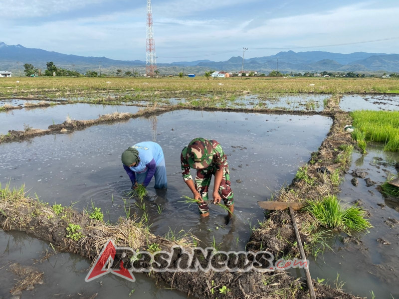 Panen Bibit Padi Jadi Bukti Sinergi TNI dan Rakyat