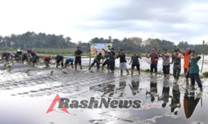 Tanam Padi Serentak, Babinsa Dukung PERHIPTANI Kabupaten Badung