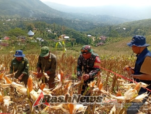 Dukung Ketahanan Pangan, Babinsa Koramil 1612-07/Satar Mese Terjun Langsung di Panen Raya Jagung Manggarai