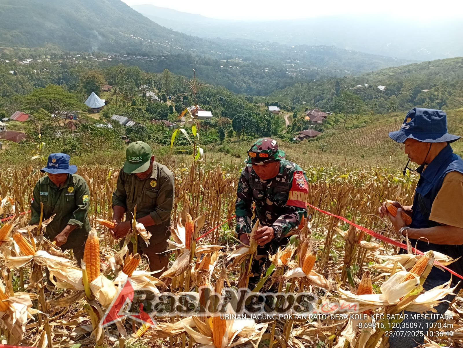 Dukung Ketahanan Pangan, Babinsa Koramil 1612-07/Satar Mese Terjun Langsung di Panen Raya Jagung Manggarai