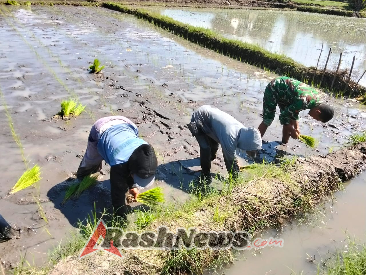 Babinsa Koramil 1612-04/Borong Turun ke Sawah, Dukung Petani Tanam Padi di Golo Kantar