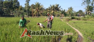 TNI AD Peduli Pertanian: Babinsa Aktif di Sawah, Rakyat Tak Sendiri