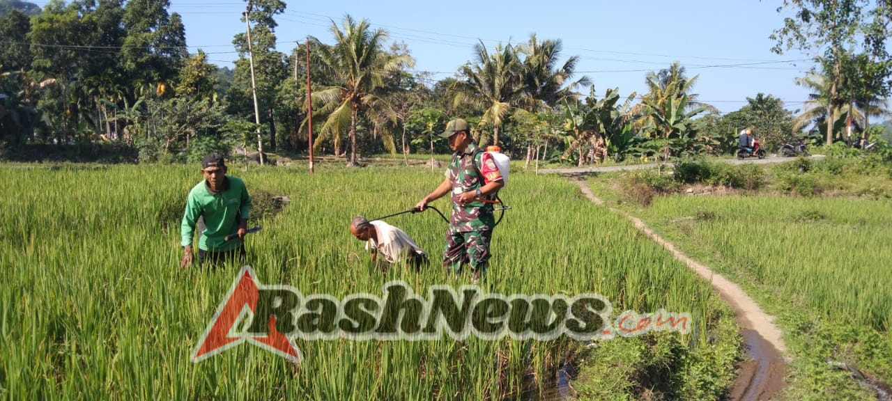 TNI AD Peduli Pertanian: Babinsa Aktif di Sawah, Rakyat Tak Sendiri