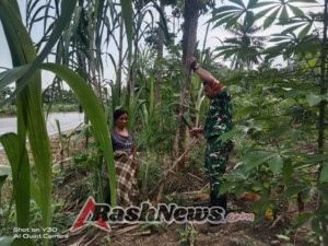 Kopda Faisal Idrus Dampingi Petani Panen Tebu di Kecamatan Nangapanda