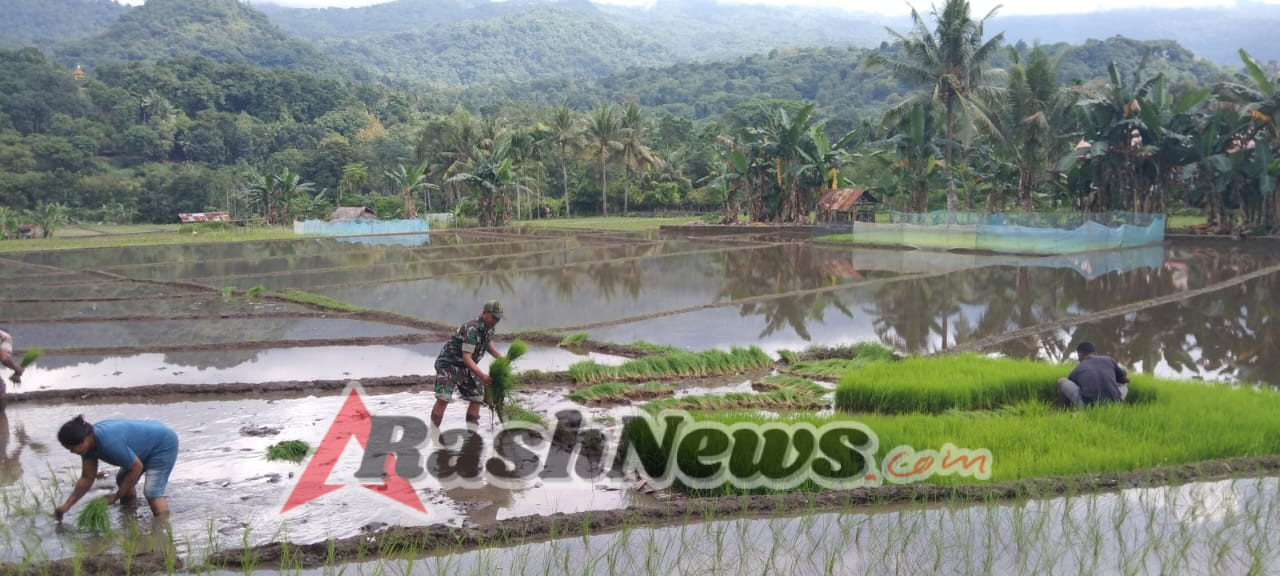 Babinsa Wolowaru Turun Sawah, Dukung Petani Tanam Padi di Watuneso