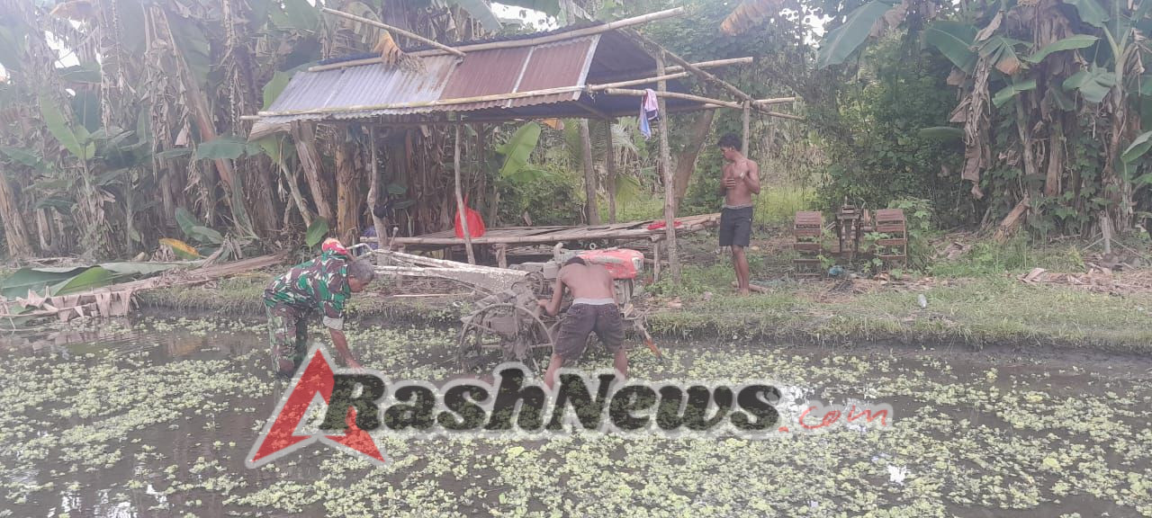 Babinsa Pailelang Dampingi Pembajakan Sawah Dukung LTT Hanpangan di Kecamatan Abad