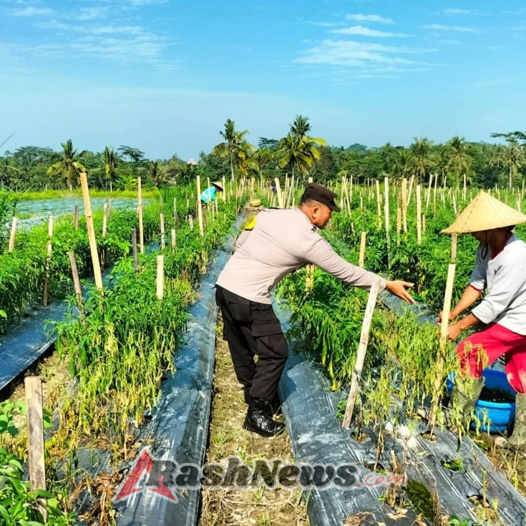 Bhabinkamtibmas Sambangi Petani Cabai, Jalin Kedekatan dan Sampaikan Pesan Kamtibmas.