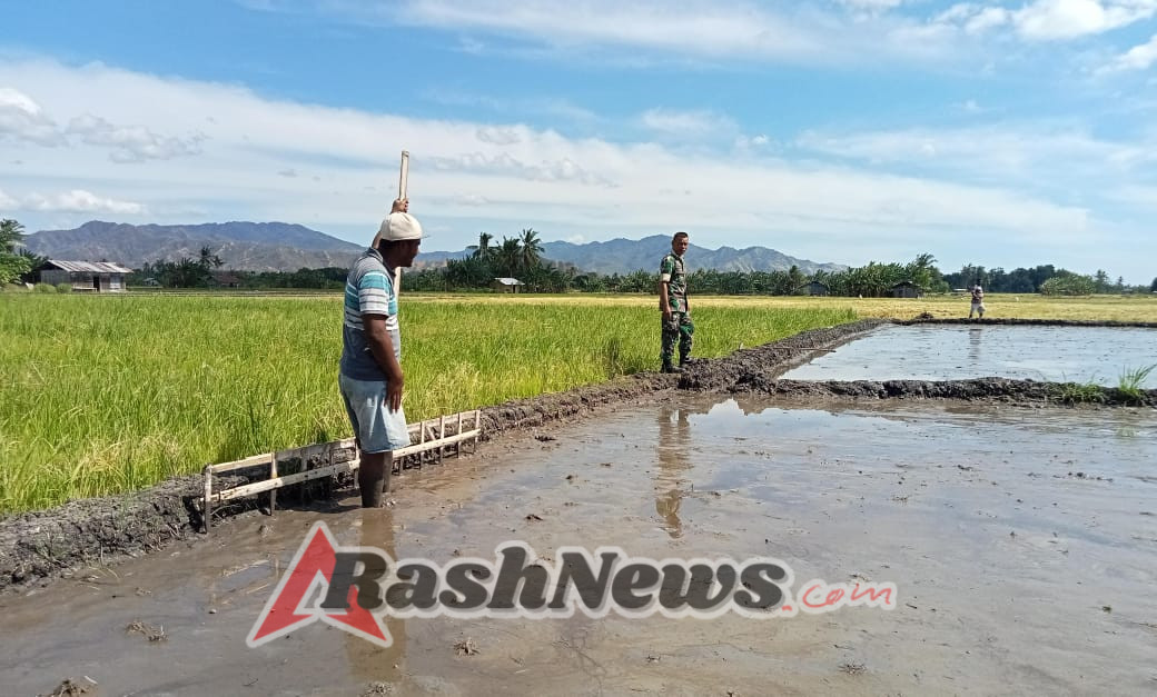 Komsos Humanis Babinsa Koramil 1625-05 Aesesa Bantu Petani Tanam Padi di Kelurahan Mbay I