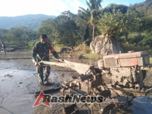 TNI Hadir di Sawah: Babinsa Ende Pererat Kemanunggalan dengan Petani Detuena