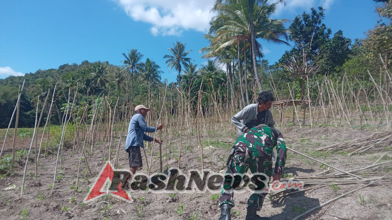Babinsa Koramil 1621-01/Kota SoE Bantu Petani Tanam Sayur Buncis: Meningkatkan Produktivitas Pertanian