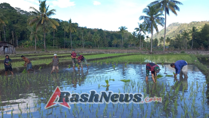 Masyarakat Tanam Padi, Pos Maubusa Satgas Yonif 741/GN Ikut Serta dalam Proses Tanam