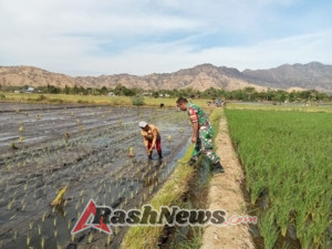 Desa Waekokak Jadi Fokus Pendampingan Babinsa dalam Kegiatan Pertanian Sawah Irigasi