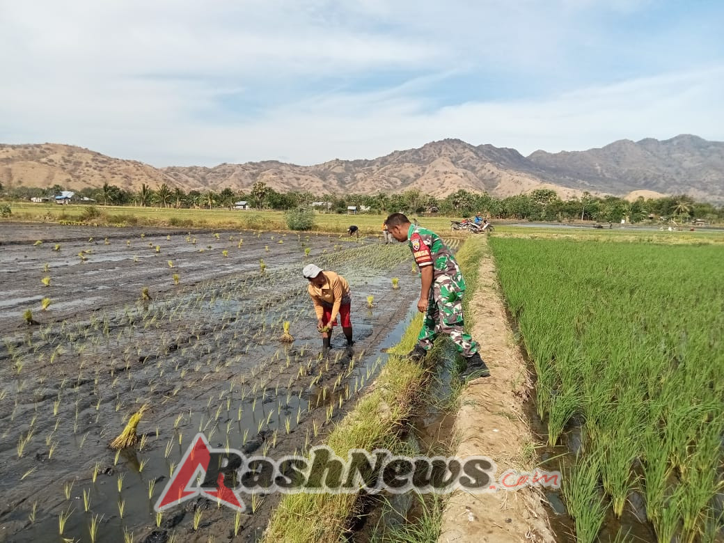 Desa Waekokak Jadi Fokus Pendampingan Babinsa dalam Kegiatan Pertanian Sawah Irigasi