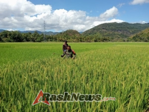 Sinergi TNI dan Petani, Babinsa Kodim 1602/Ende Laksanakan Pamwil dan Pendampingan Pertanian