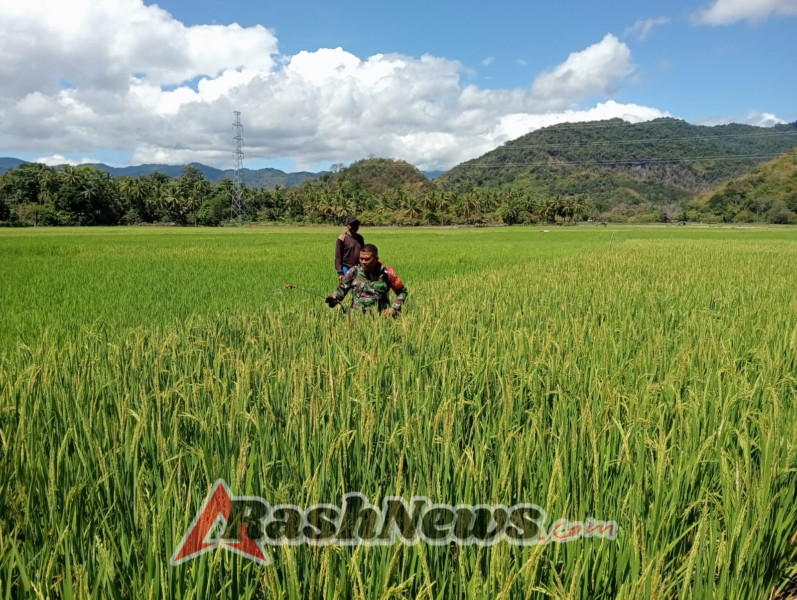 Sinergi TNI dan Petani, Babinsa Kodim 1602/Ende Laksanakan Pamwil dan Pendampingan Pertanian