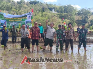 Dandim 1613 Sumba Barat Ikut Tanam Padi Bersama Kelompok Tani di Sumba Tengah