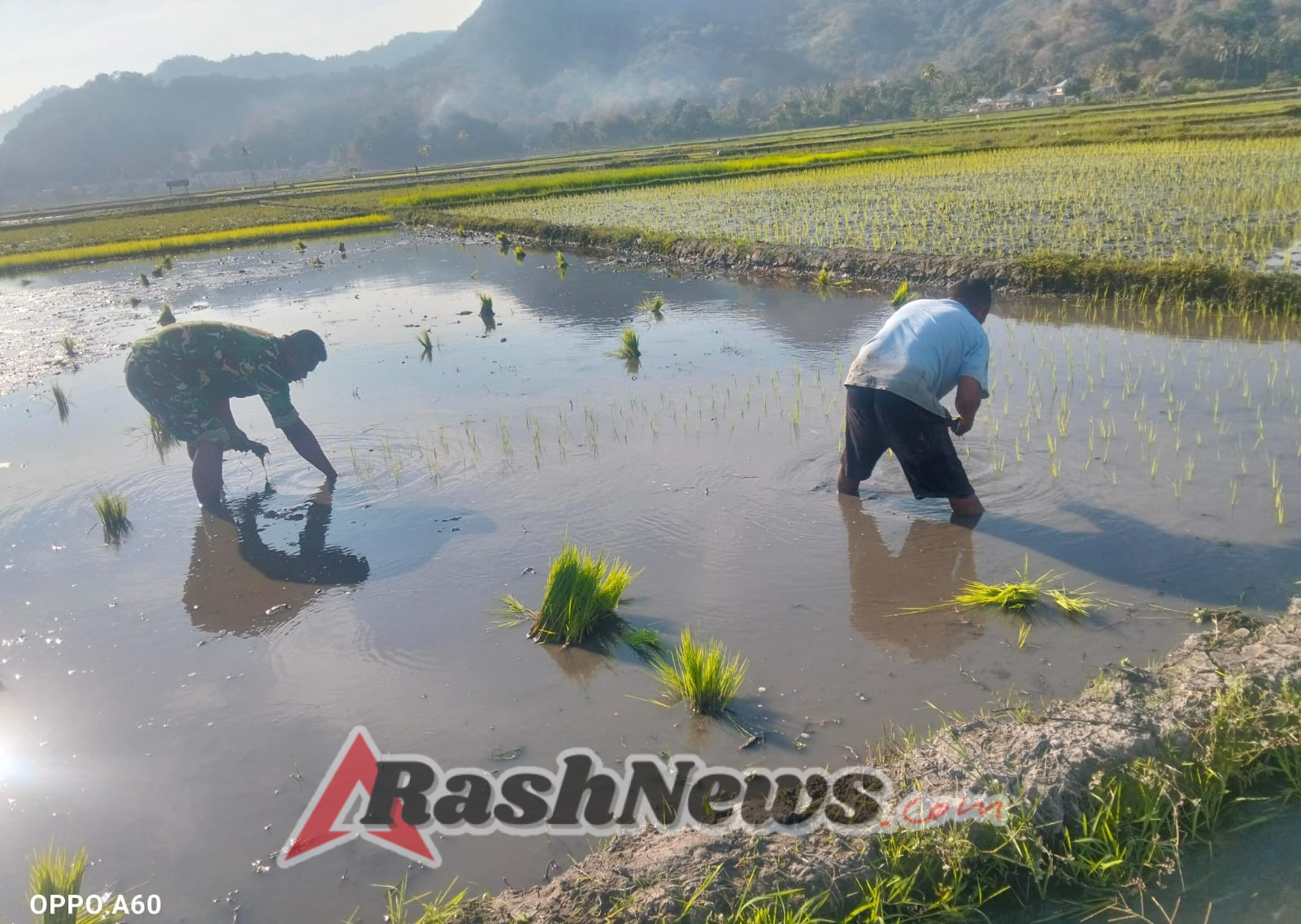 Dukung Program Pangan Nasional, Babinsa Maurole Aktif di Lahan Pertanian Warga Watukamba