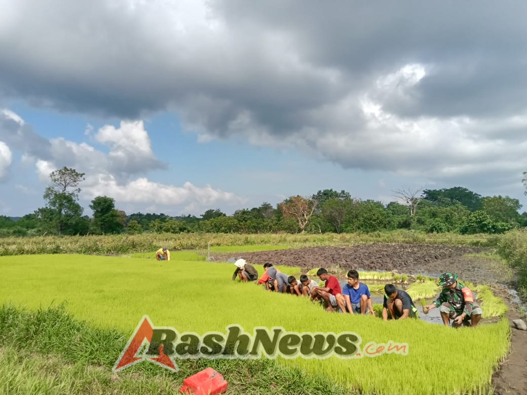 Babinsa Karera Dampingi Petani Cabut Bibit Padi di Desa Tandula Jangga