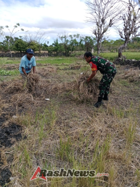 Babinsa Bantu Warga Bersihkan Rumput,Bukti Nyata Pendampingan Kepada Petani