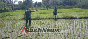 Cegah Gagal Panen, Babinsa Tabundung Aktif Dampingi Petani di Lapangan