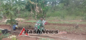 Babinsa Koramil 1618-02/Miobar Ajak Petani Manfaatkan Lahan Pekarangan untuk Ketahanan Pangan