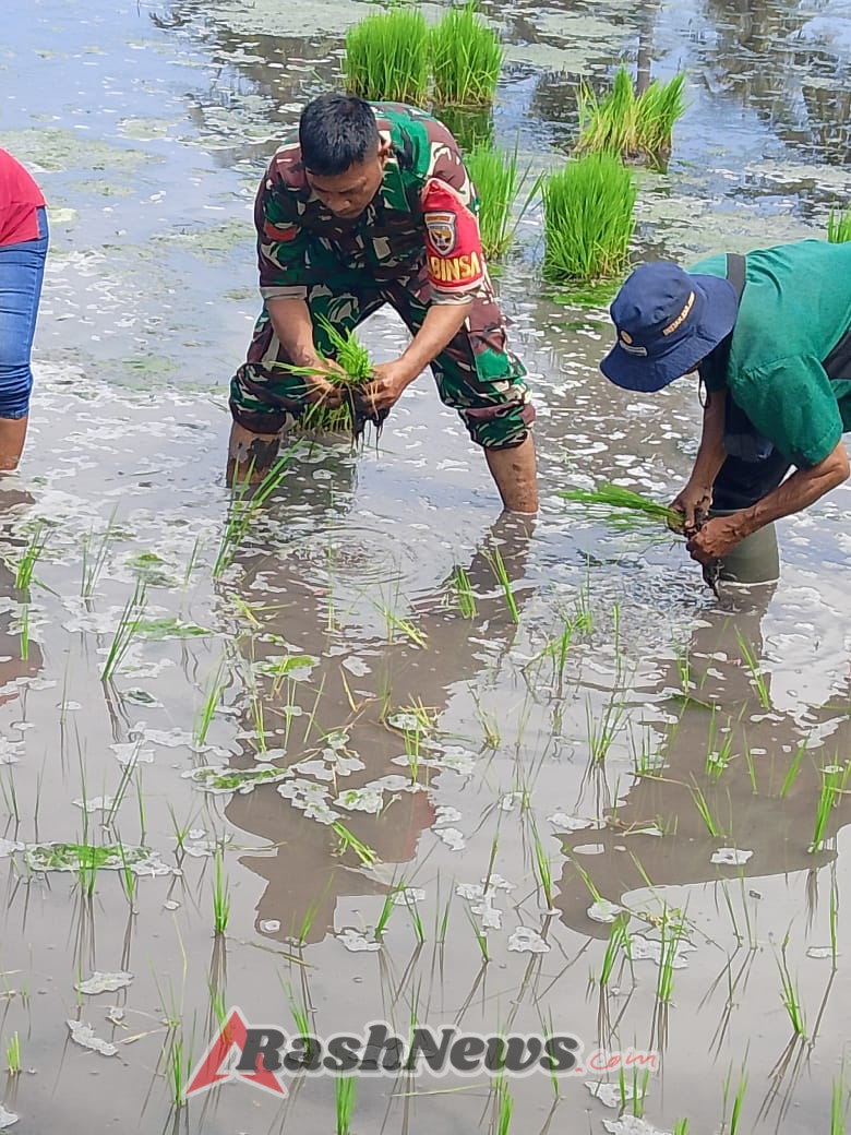 TNI Hadir di Tengah Petani: Babinsa Koramil 1602-04/Maurole Tanam Padi Bersama Warga
