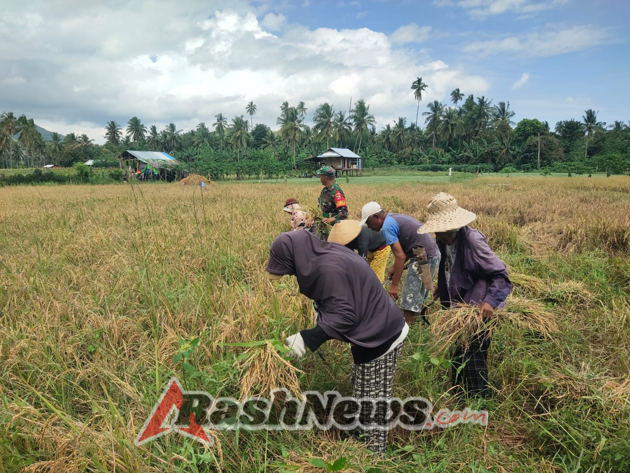 Pratu Gregorius Juang Dampingi Petani Saat Panen di Satarmese