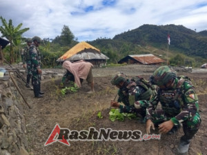 Dari Tanah Subur Papua, Satgas Yonif 743/PSY dan Masyarakat Tanam Harapan, Panen Kebersamaan