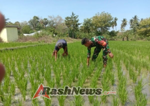 Babinsa 03/Pahunga Lodu Dampingi Petani Tingkatkan Hasil Pertanian