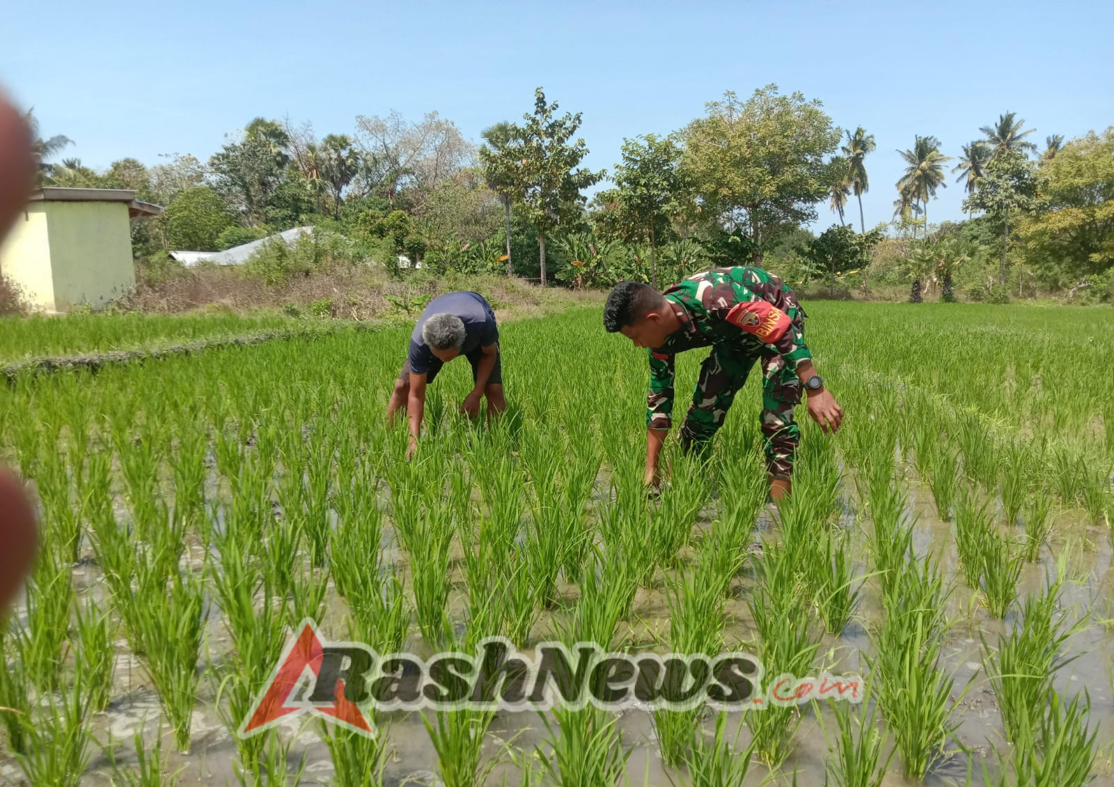 Babinsa 03/Pahunga Lodu Dampingi Petani Tingkatkan Hasil Pertanian