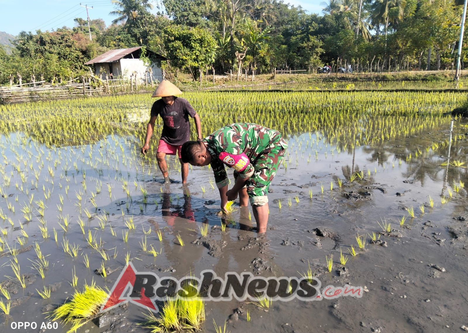 Dukung Swasembada Pangan, TNI AD Tanam Padi Bersama Petani Maurole