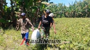 Kepedulian Satgas Kepada Warga Binaan, Turut Serta Panen Kacang Hijau Bersama di Perkebunan Sahulu