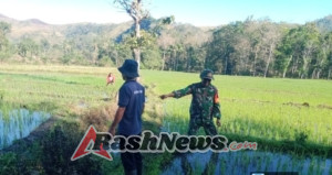 Pendampingan Hanpangan, Babinsa Turun ke Sawah Bersama Warga