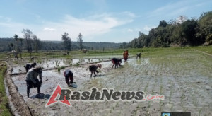 Wujudkan TNI Manunggal, Babinsa Bantu Petani Tanam Padi Di Kec. Oenino
